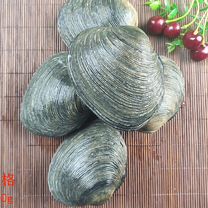 大连海鲜鹅贝天娥贝大鹅蛋鸟贝大蛤蜊紫石房蛤烧烤鲜活天鹅蛋