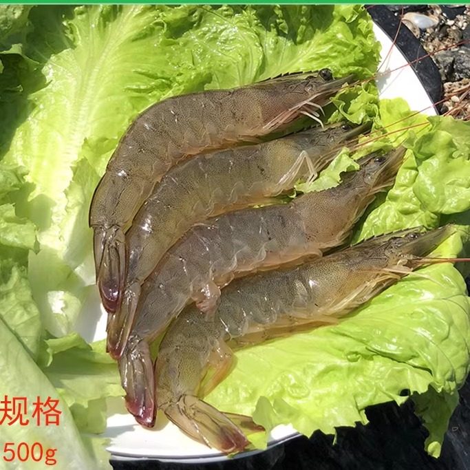 海虾大连鲜活对虾新鲜白虾明虾凉虾大青虾海鲜基围虾超大活虾,水产肉类/新鲜蔬果/熟食,活虾,淘宝优惠券,粉丝福利购,淘宝优惠卷