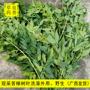 新鲜苦楝树叶苦练树皮苦楝树皮外用中草药苦楝叶熬水苦练树包邮