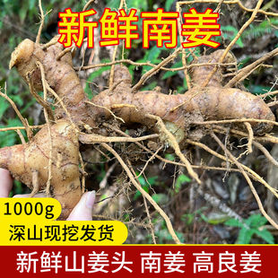 广西高良姜 新鲜现挖南姜山姜头高良姜葫芦姜农家姜去腥除膻卤味