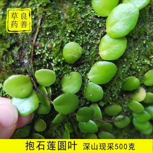 大深山抱石莲 新鲜抱石莲 石瓜子 金龟藤 抱树莲 鱼鳖草现采500克