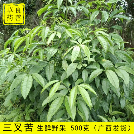 广西三叉苦 新鲜现采三丫苦Y苦三桠苦干品三亚苦三岔苦干品深山