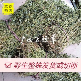 大飞扬草 广西野生新货干品500克 大乳汁草 节节花 飞扬草