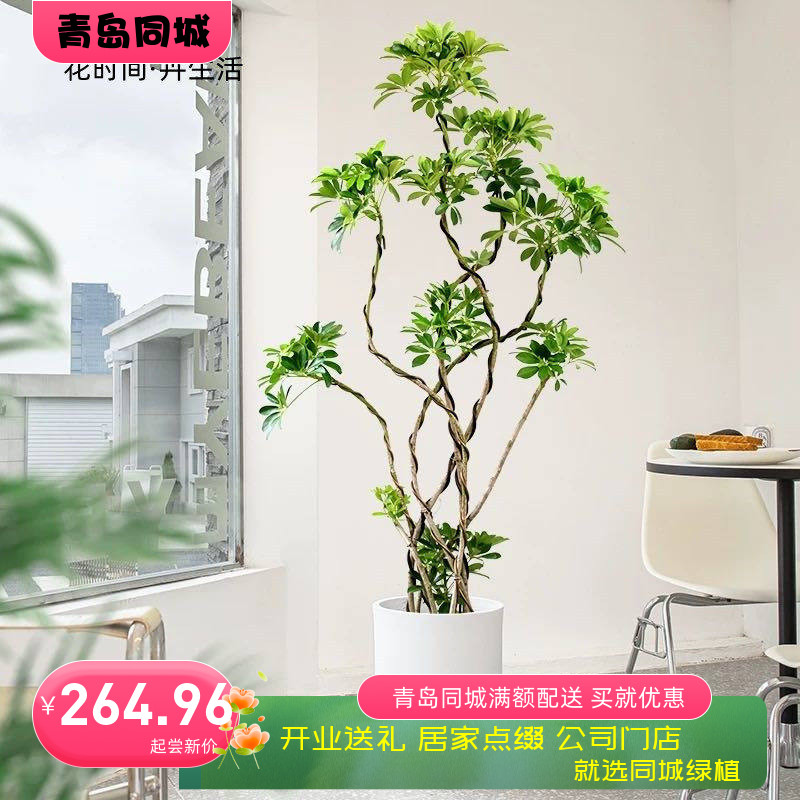老桩造型鸭脚木青岛网红植物同城办公室内招财超大型盆栽四季常青