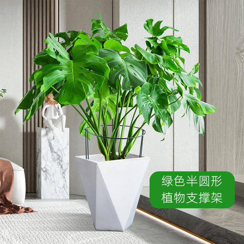 花架支撑杆铁艺龟背竹支撑杆植物防倒伏半圆固定金钱树绣球花支架 鲜花速递/花卉仿真/绿植园艺 花架 原图主图