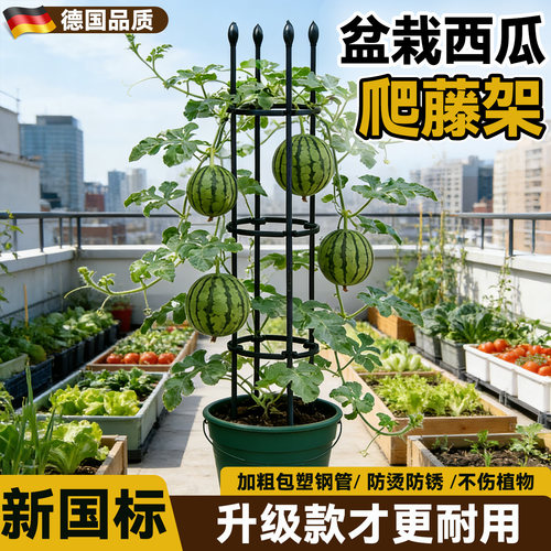 盆栽蔬菜爬藤架绿植攀爬架支撑杆