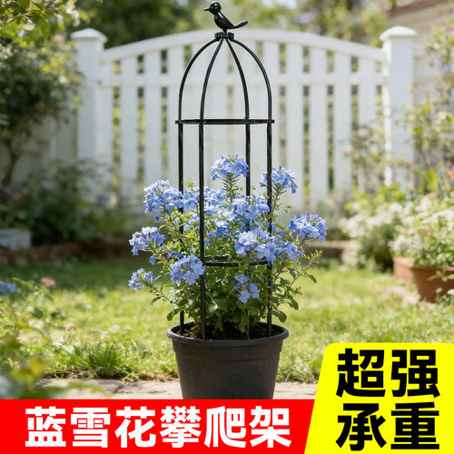 蓝雪花爬藤架花卉植物支撑杆