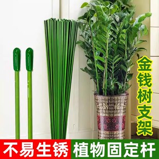 金钱树支撑杆花盆支架杆室内瓜果花卉植物园艺花架爬藤固定捆绑杆