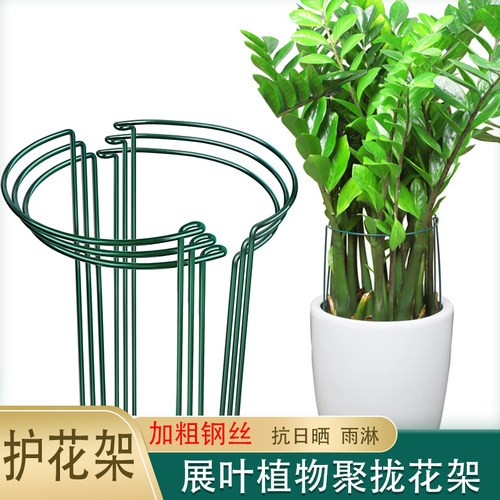 花架支撑杆金钱树防倒伏爬藤植物