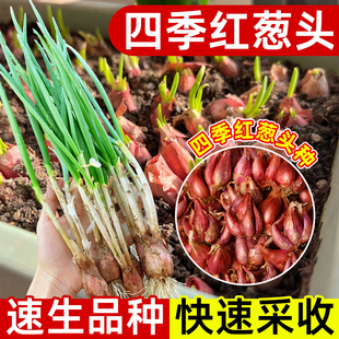 小香葱种籽四季 易活红葱头种子红根火葱头小葱苗阳台盆栽蔬菜种孑