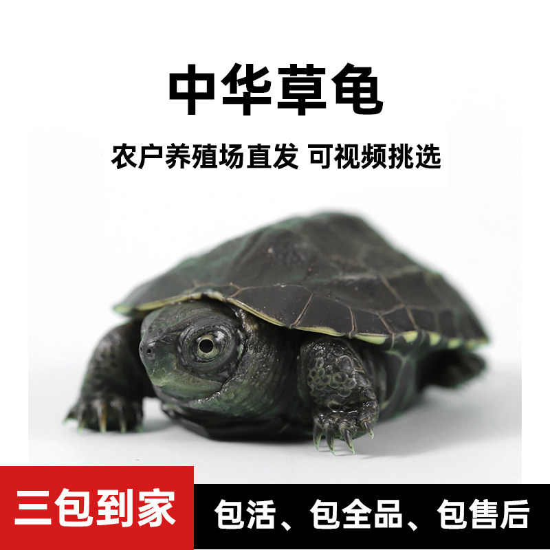 乌龟中华草龟金钱龟活体龟苗水景观赏宠物长寿龟镇宅招财玄武神兽,宠物/宠物食品及用品,龟/鳖,淘宝优惠券,粉丝福利购,淘宝优惠卷