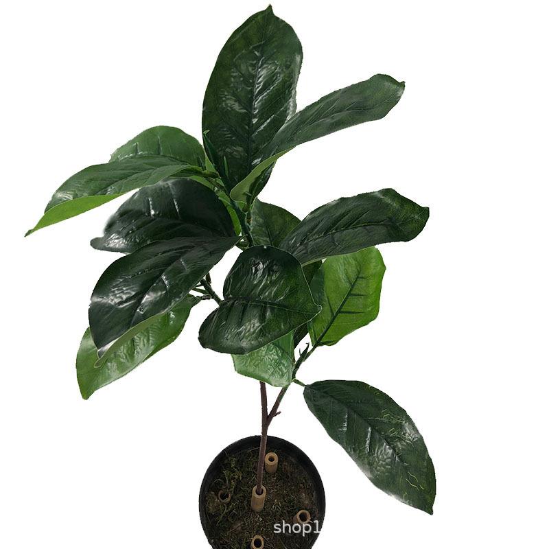 仿真叉高榕叶高山榕叶常青生态植物假树叶子工程榕树叶子
