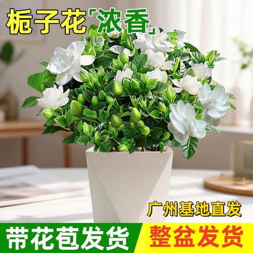 栀子花盆栽带花苞阳台庭院花卉