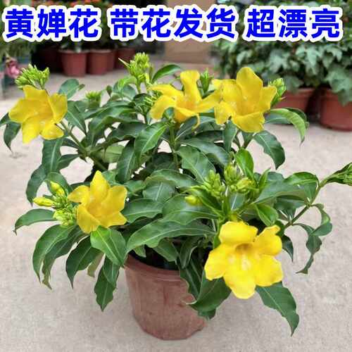 黄桷兰盆栽好养易活浓香型室内