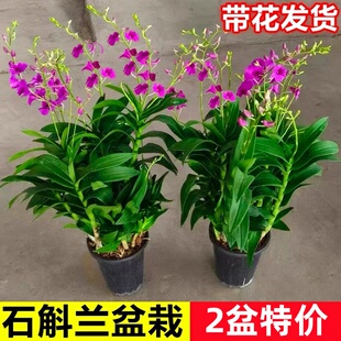 泼墨石斛兰盆栽秋石斛带花苞绿植洋兰花四季开花阳台植物室内花卉