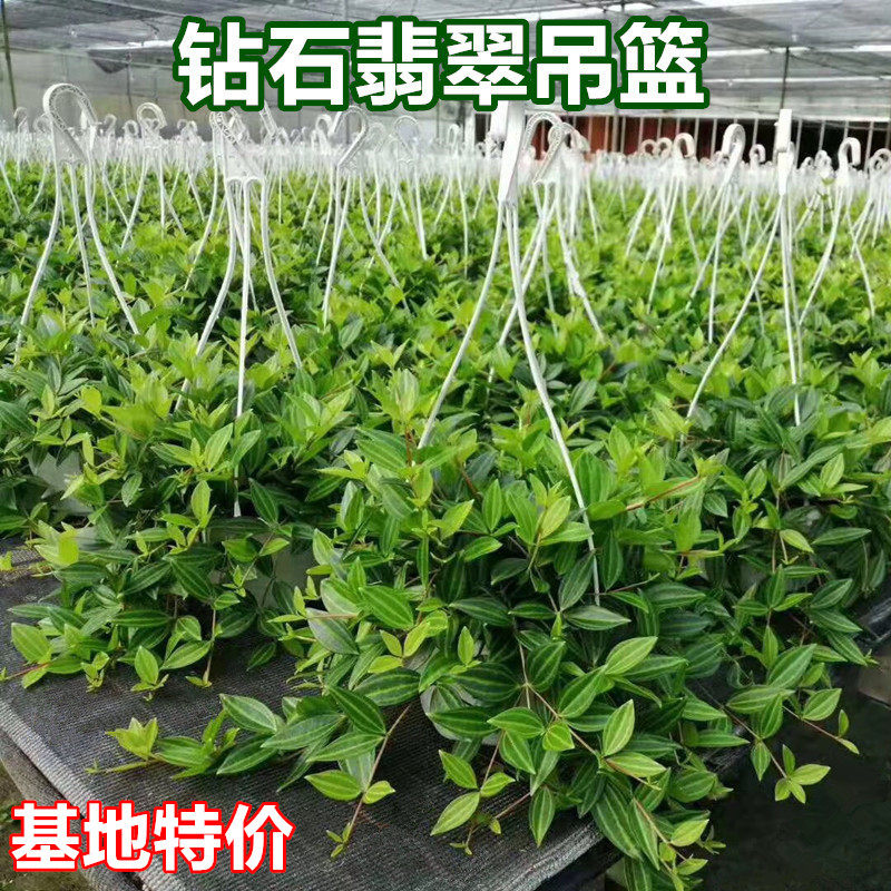 钻石翡翠吊篮盆栽室内吸甲醛绿植图片