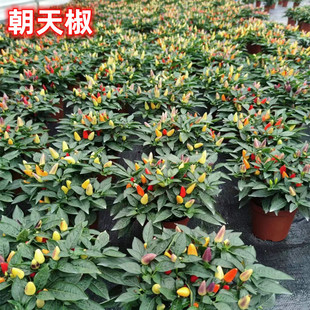 苹果彩椒盆栽带果七彩辣椒苗五彩椒朝天椒室外阳台常开花结果