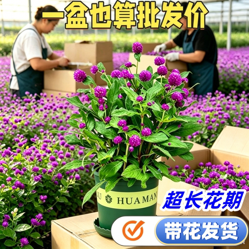 千日红盆栽带花苞庭院花卉绿植物
