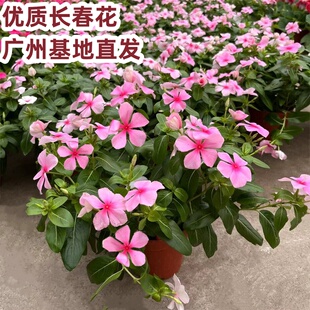 长春花盆栽带花苞四季开花不断阳台花卉室外绿植观花易养耐晒植物