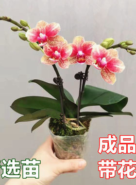 蝴蝶兰盆栽年宵花带花苞室内植物