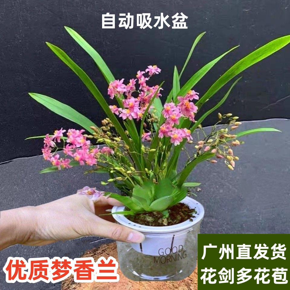 梦香兰盆栽带花剑浓香型跳舞兰