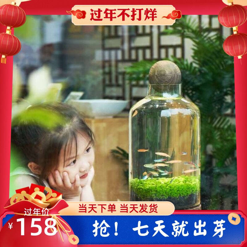 生态鱼瓶玻璃鱼缸微景观鱼虾水草自循环办公室迷你植物免换水打理 游来游趣生态链 淘优券