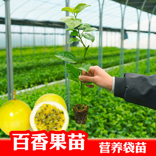 纯甜百香果苗当年结果带土带叶