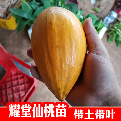 四季耀堂鸡蛋果嫁接苗