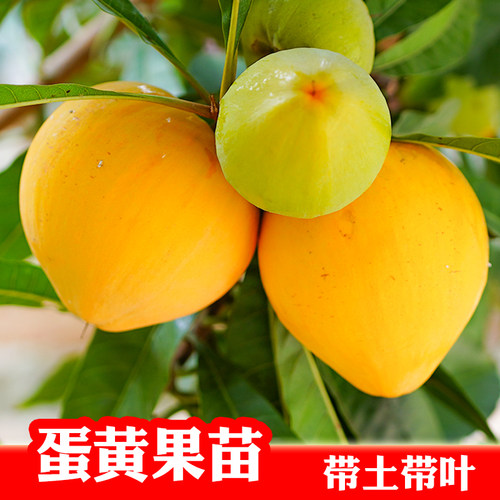 蛋黄果苗狮头果鸡蛋果水果苗