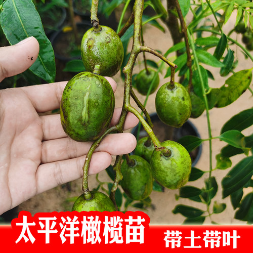 四季太平洋橄榄苗 水果橄榄果树 盆栽庭院种植带盆带土带果发货