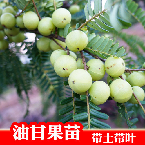 大果甜油柑嫁接苗余甘果树苗