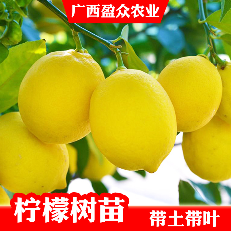 盆栽柠檬树苗价格 盆栽柠檬树苗图片 星期三 盆栽柠檬树苗价格 盆栽柠檬树苗图片 星期三