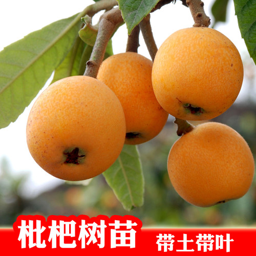嫁接庭院当年结果大五星枇杷包邮