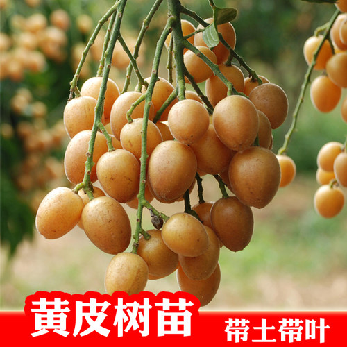 黑黄皮无核冰糖鸡心黄皮盆栽地栽