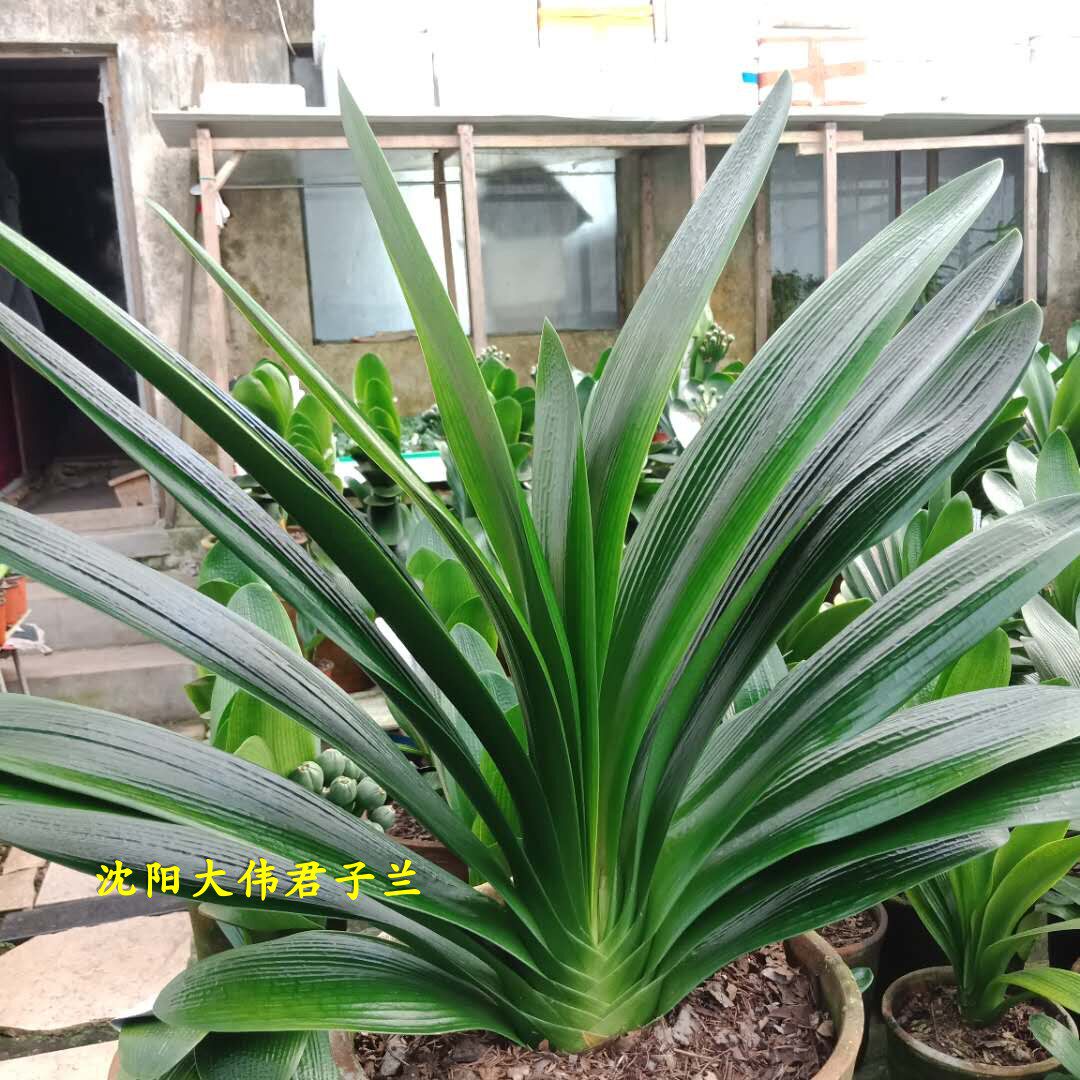 【沈阳大伟君子兰 】立板大油匠(带花苞)自然形体 净化空气