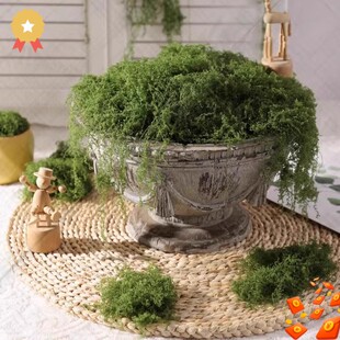 仿真苔藓草皮仿生假青苔绿植盆栽造景花盆表面覆盖物盆栽铺面草丝