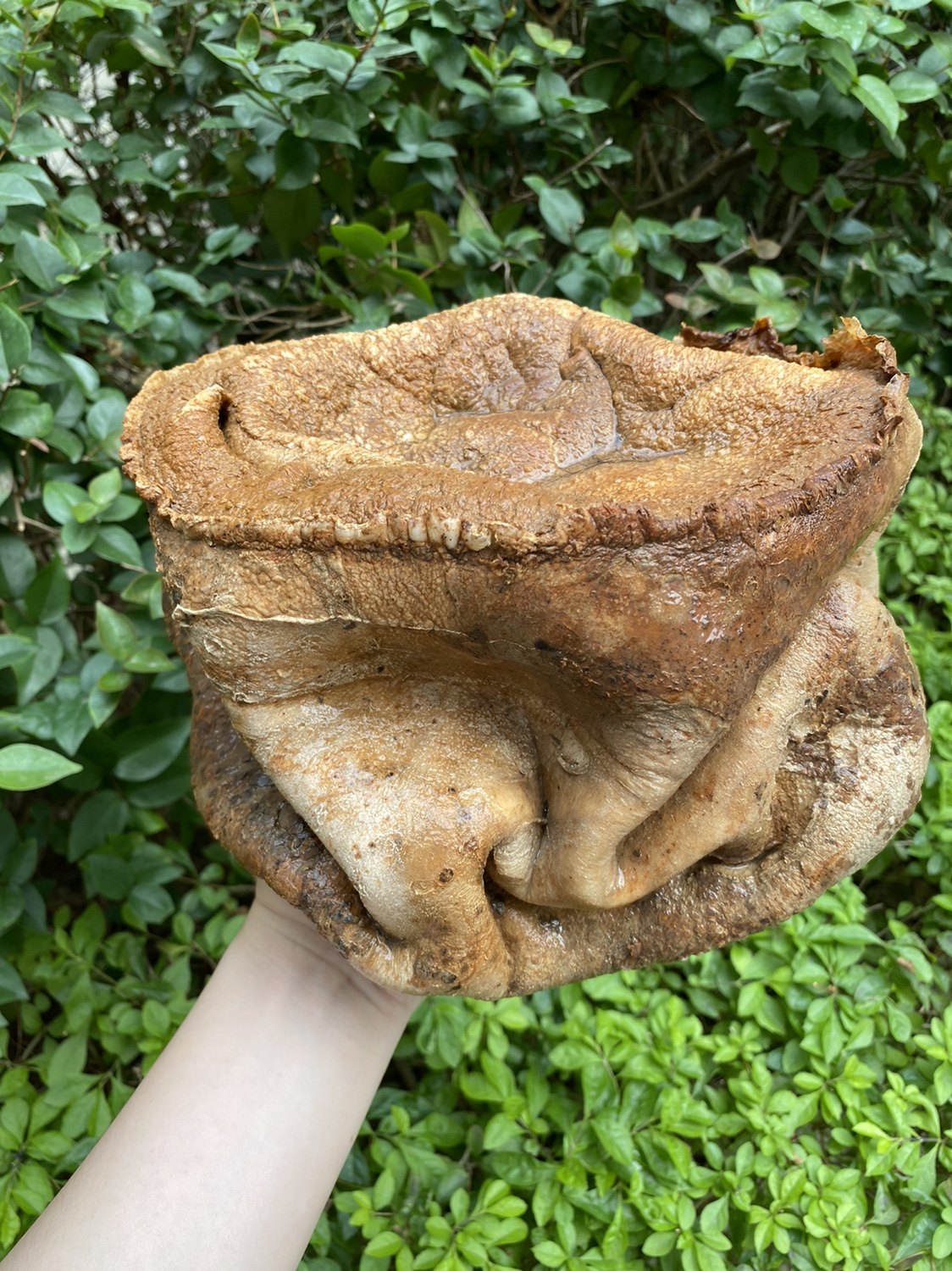 【千年精品老太岁】太岁肉灵芝 纯正野生 老皮老肉 非常结实 6斤