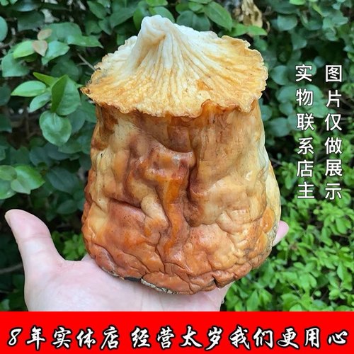 太岁肉灵芝灵芝长白山太岁肉灵芝
