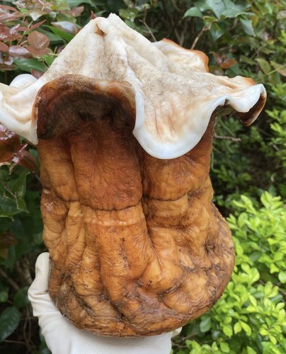 【大裙边太岁】肉灵芝 裙边是一种生长的迹象 说明活性很好 5.5斤