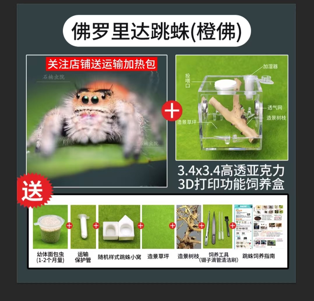 跳蛛宠物跳蛛卢卡斯宠物