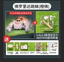 跳蛛蜘蛛佛罗里达跳蛛灰佛桌面好饲养跳蛛佛罗里达灰佛跳蛛小跳蛛