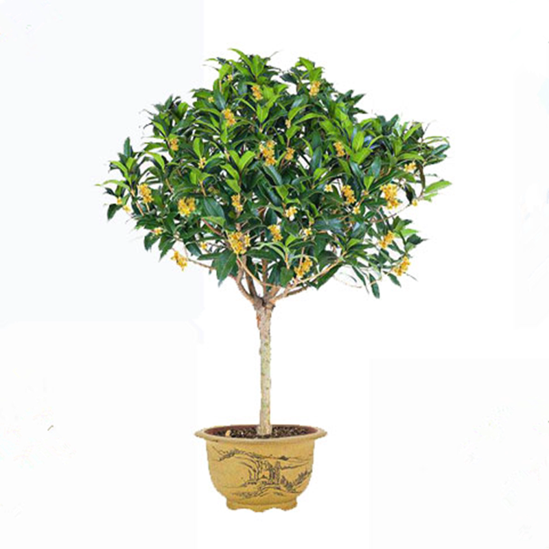 桂花树四季常青庭院四季开花