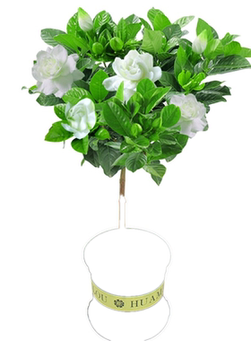 四季长青客厅易养花卉观叶植物