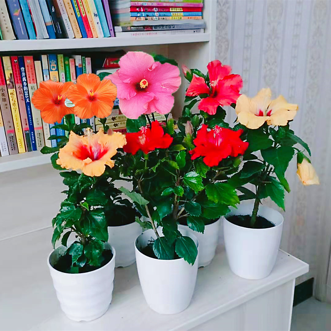 木槿扶桑朱瑾花庭院阳台