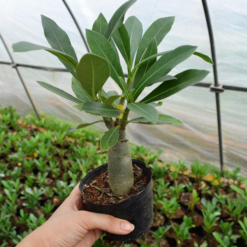 绿植当年开花小盆栽桌面沙漠玫瑰