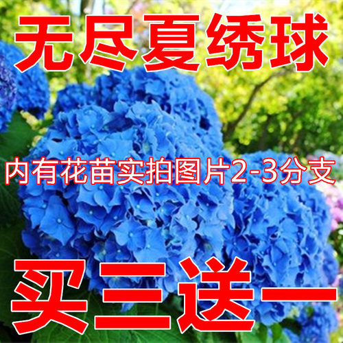 耐寒买三送一花期长大花绣球
