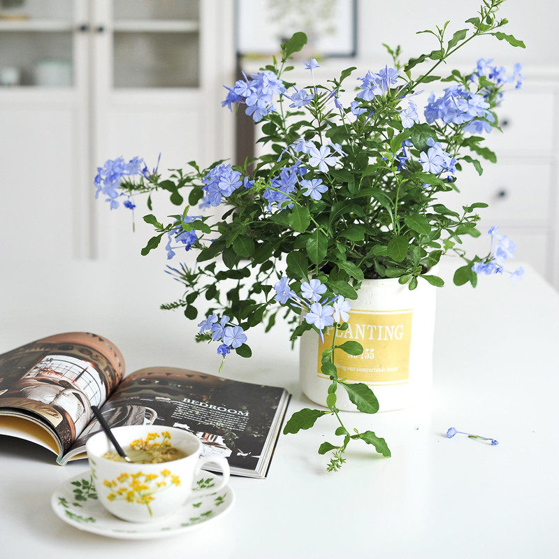 蓝雪花苗室内攀援爬藤植物四季开花易爆盆耐热耐寒多年生净化空气