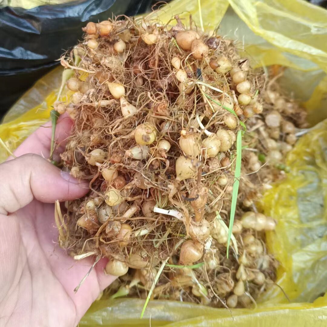 贵州新鲜苗药珍珠三七算盘子 九子连环草  银珠草500g包邮