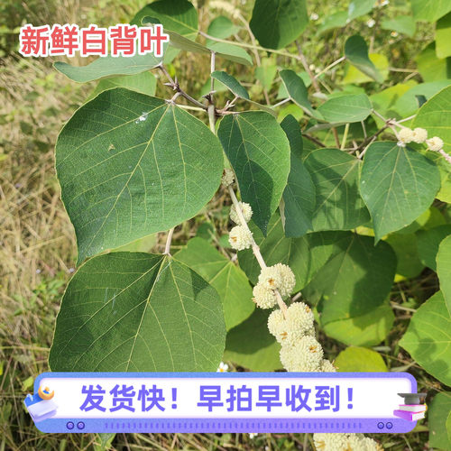 新鲜白背叶 现摘叶背白叶子 白背叶根 中草药材白贝叶白面风 包邮