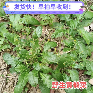 深山新鲜黄鹌菜 冲天黄 现采假飞龙山芥菜还阳草中药材野芥菜特价
